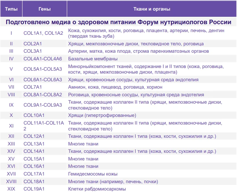 Распределение коллагена по органам и тканям