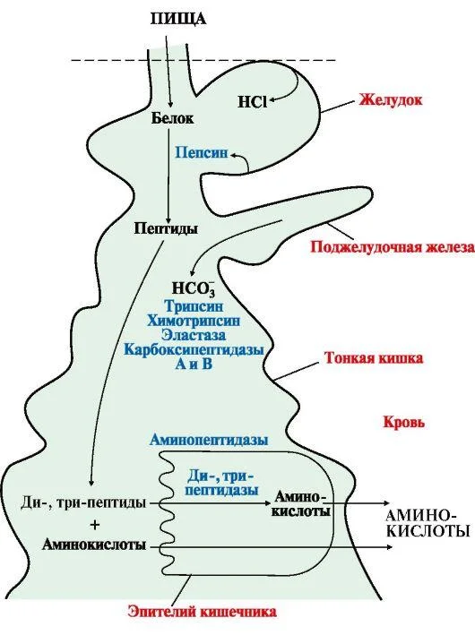 Схема последовательной деградации пищевых белков в ЖКТ